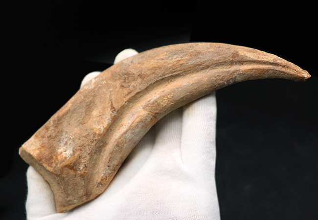 大きく美しい!恐竜スピノサウルス(Spinosaurus)のハンドクロウ(手の爪)と2個の指骨の化石(その12)