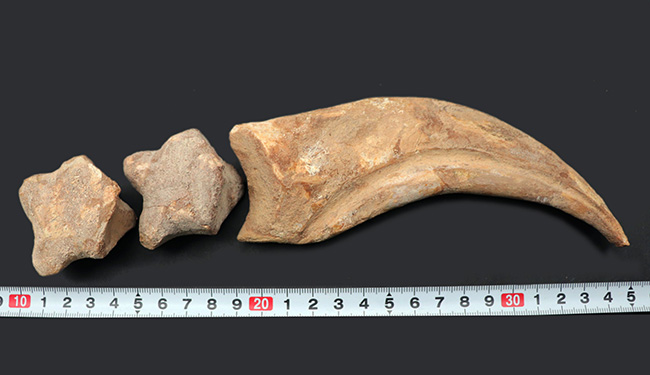 大きく美しい！恐竜スピノサウルス（Spinosaurus）のハンドクロウ（手の爪）と２個の指骨の化石（その14）