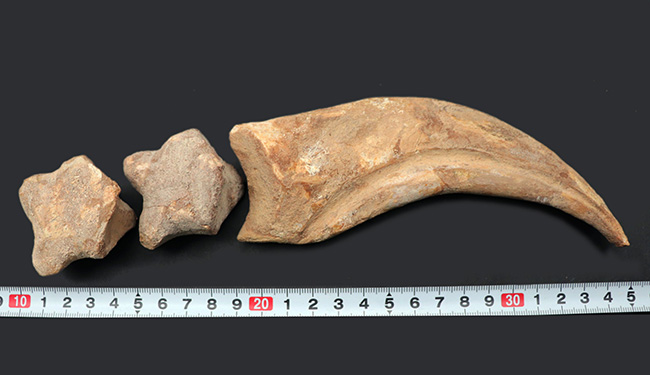大きく美しい!恐竜スピノサウルス(Spinosaurus)のハンドクロウ(手の爪)と2個の指骨の化石(その14)