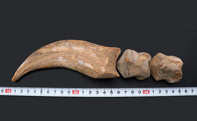大きく美しい!恐竜スピノサウルス(Spinosaurus)のハンドクロウ(手の爪)と2個の指骨の化石(その15)
