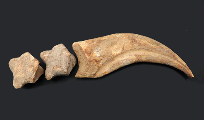 大きく美しい!恐竜スピノサウルス(Spinosaurus)のハンドクロウ(手の爪)と2個の指骨の化石(その2)
