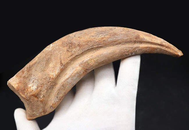 大きく美しい!恐竜スピノサウルス(Spinosaurus)のハンドクロウ(手の爪)と2個の指骨の化石(その4)