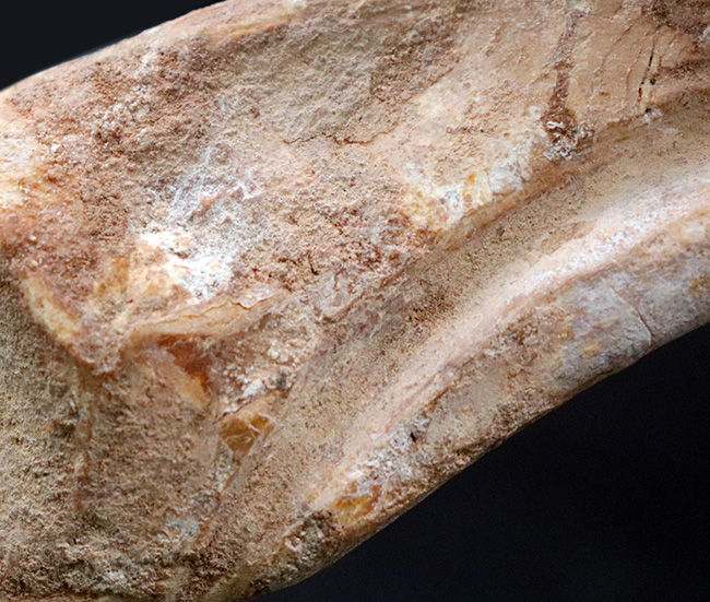 大きく美しい!恐竜スピノサウルス(Spinosaurus)のハンドクロウ(手の爪)と2個の指骨の化石(その6)