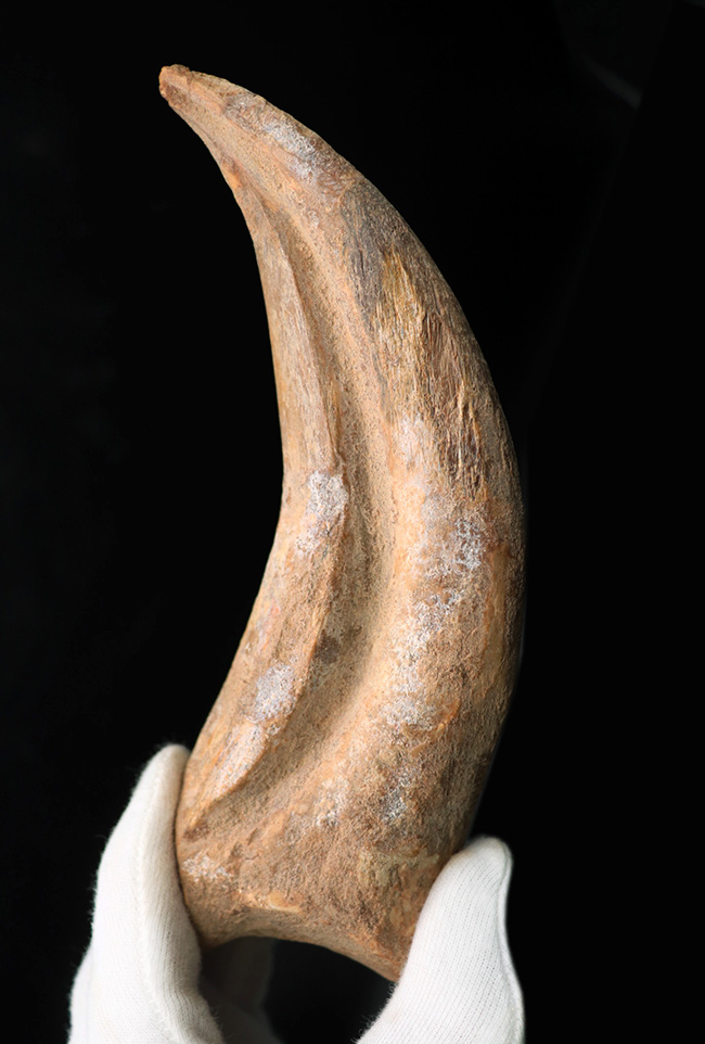 大きく美しい!恐竜スピノサウルス(Spinosaurus)のハンドクロウ(手の爪)と2個の指骨の化石(その8)