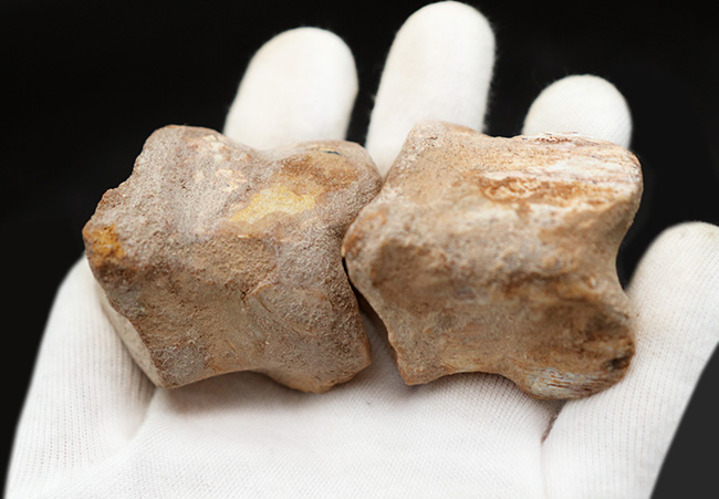 大きく美しい!恐竜スピノサウルス(Spinosaurus)のハンドクロウ(手の爪)と2個の指骨の化石(その9)