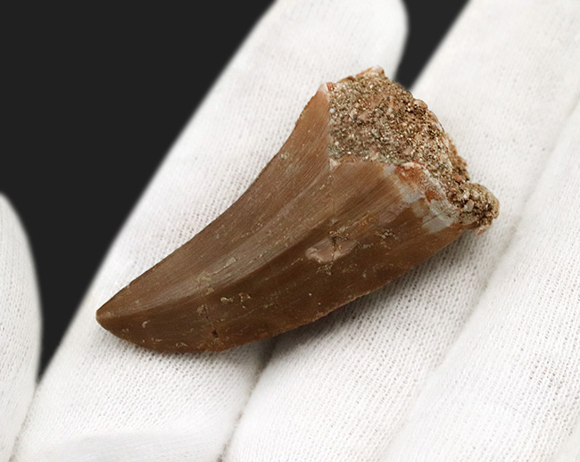 状態良し、サイズ十分、良形、3点揃ったモササウルス(Mosasaurus)の歯化石(その3)