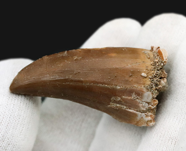 状態良し、サイズ十分、良形、3点揃ったモササウルス(Mosasaurus)の歯化石(その4)