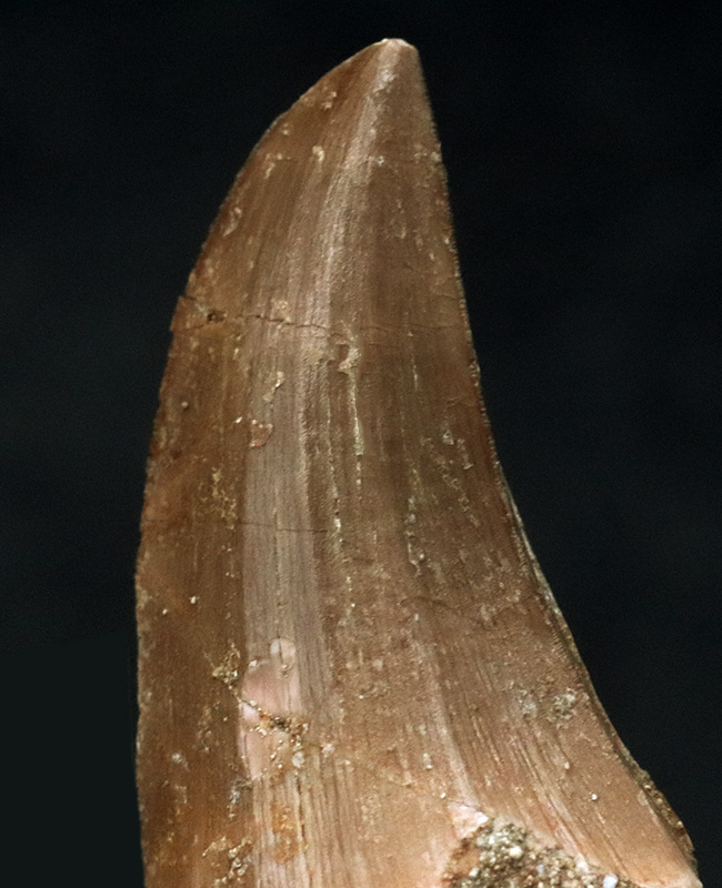 状態良し、サイズ十分、良形、3点揃ったモササウルス(Mosasaurus)の歯化石(その5)