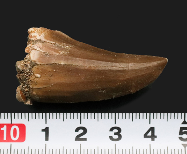 状態良し、サイズ十分、良形、3点揃ったモササウルス(Mosasaurus)の歯化石(その7)