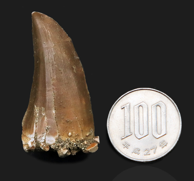 状態良し、サイズ十分、良形、3点揃ったモササウルス(Mosasaurus)の歯化石(その8)