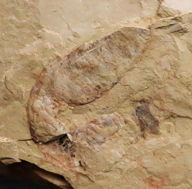 初登場!全身をトゲで武装した捕食性ワーム、カンブリア・モンスターの一つ、コリネティス・ブレヴィス(Corynetis brevis)(その1)