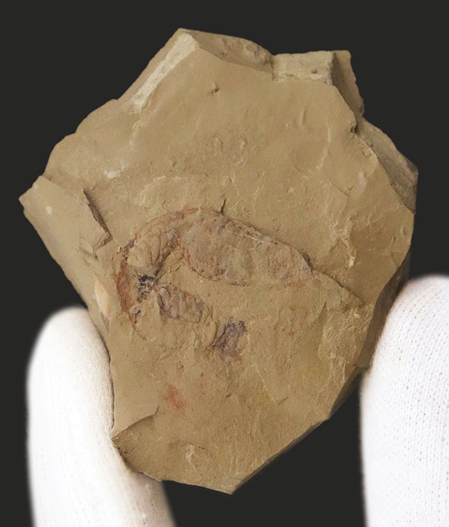 初登場!全身をトゲで武装した捕食性ワーム、カンブリア・モンスターの一つ、コリネティス・ブレヴィス(Corynetis brevis)(その2)