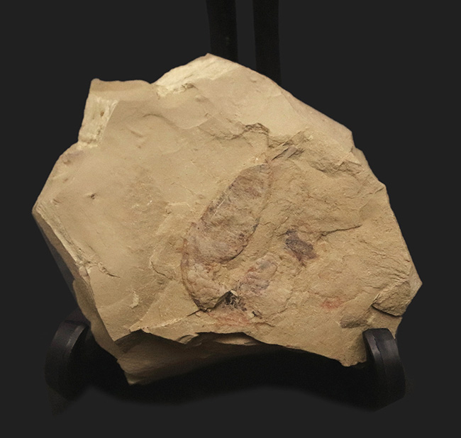 初登場!全身をトゲで武装した捕食性ワーム、カンブリア・モンスターの一つ、コリネティス・ブレヴィス(Corynetis brevis)(その3)