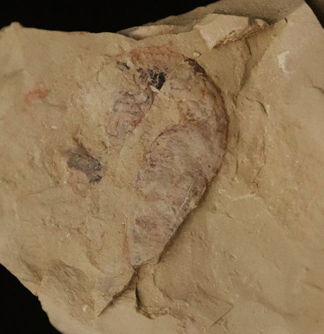 初登場!全身をトゲで武装した捕食性ワーム、カンブリア・モンスターの一つ、コリネティス・ブレヴィス(Corynetis brevis)(その4)