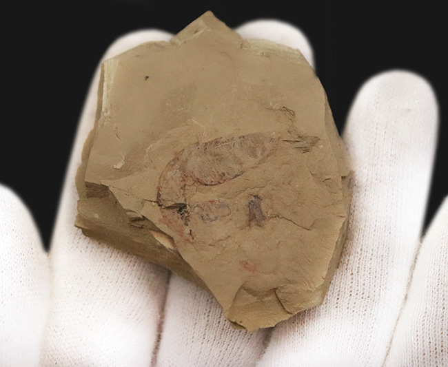 初登場!全身をトゲで武装した捕食性ワーム、カンブリア・モンスターの一つ、コリネティス・ブレヴィス(Corynetis brevis)(その5)