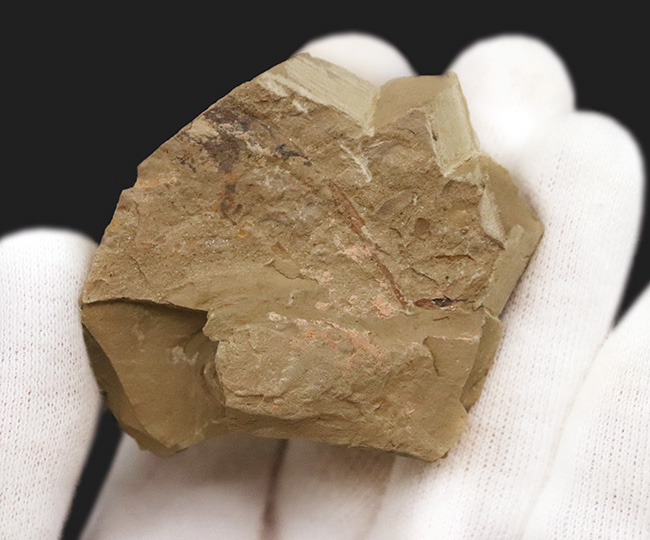 初登場!全身をトゲで武装した捕食性ワーム、カンブリア・モンスターの一つ、コリネティス・ブレヴィス(Corynetis brevis)(その6)