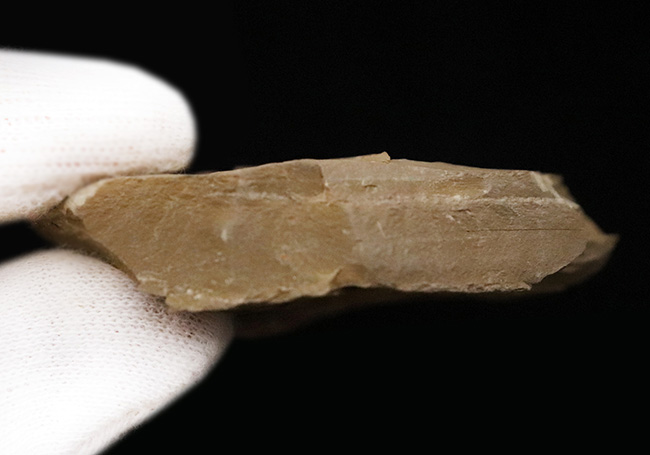 初登場!全身をトゲで武装した捕食性ワーム、カンブリア・モンスターの一つ、コリネティス・ブレヴィス(Corynetis brevis)(その7)