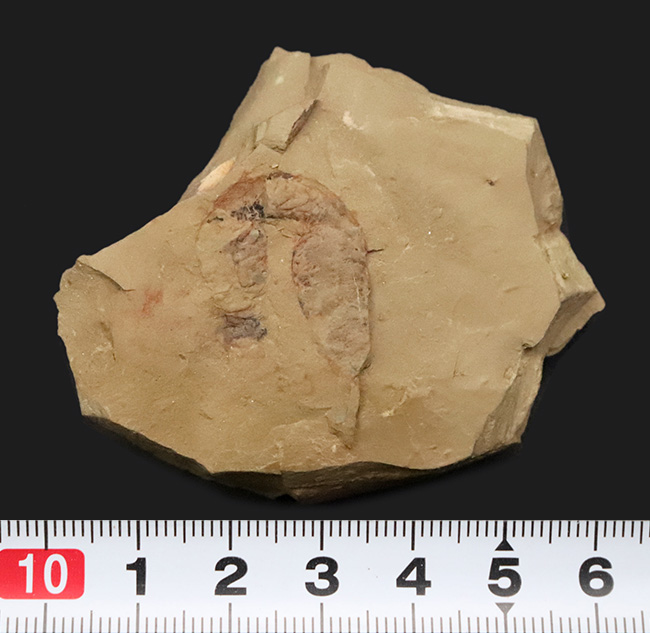 初登場!全身をトゲで武装した捕食性ワーム、カンブリア・モンスターの一つ、コリネティス・ブレヴィス(Corynetis brevis)(その8)