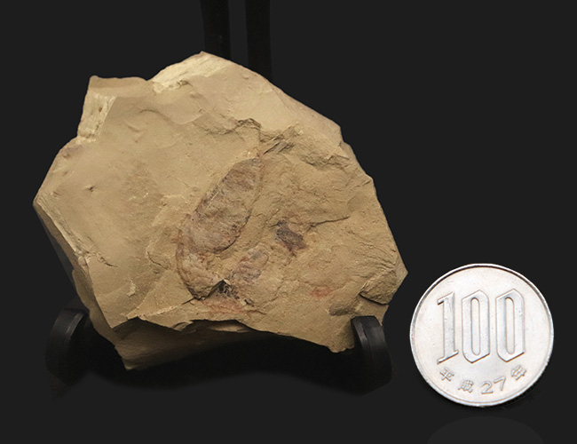 初登場!全身をトゲで武装した捕食性ワーム、カンブリア・モンスターの一つ、コリネティス・ブレヴィス(Corynetis brevis)(その9)