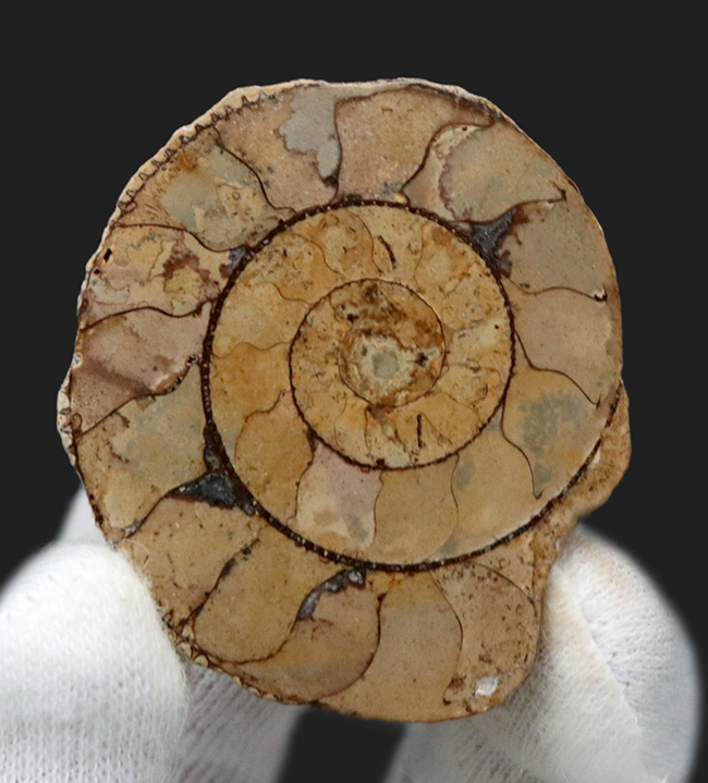 名産地、イングランド、ソマセット産のジュラ紀のアンモナイト（Ammonite）のハーフカット標本（その1）
