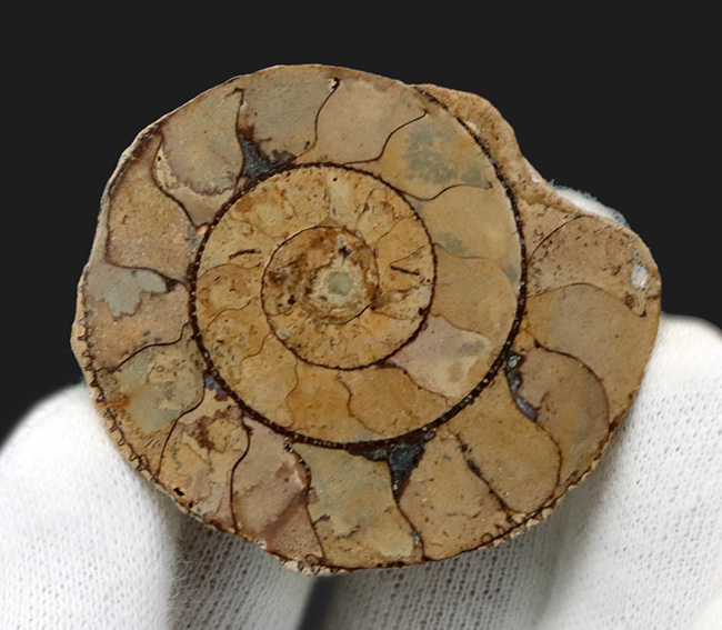 名産地、イングランド、ソマセット産のジュラ紀のアンモナイト（Ammonite）のハーフカット標本（その2）