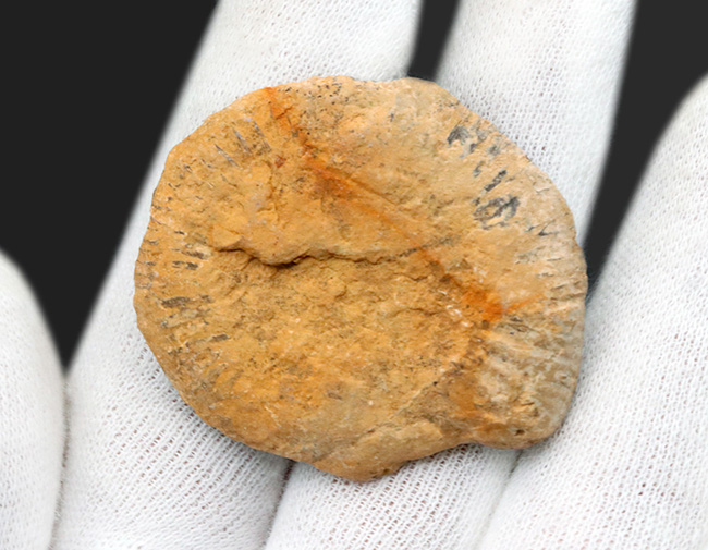 名産地、イングランド、ソマセット産のジュラ紀のアンモナイト(Ammonite)のハーフカット標本(その3)