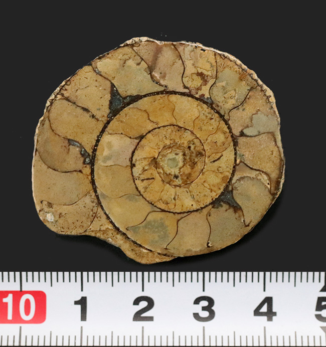 名産地、イングランド、ソマセット産のジュラ紀のアンモナイト（Ammonite）のハーフカット標本（その4）