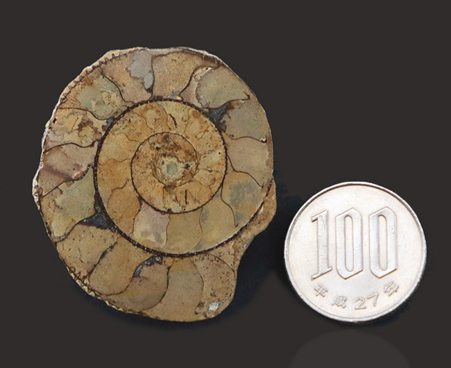 名産地、イングランド、ソマセット産のジュラ紀のアンモナイト（Ammonite）のハーフカット標本（その5）