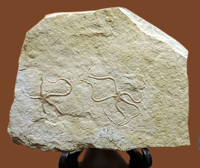 極めて保存状態良好！かの有名なドイツ・ゾルンフォーフェン産のクモヒトデ（Sinosura sp.）のマルチプレート化石（その1）