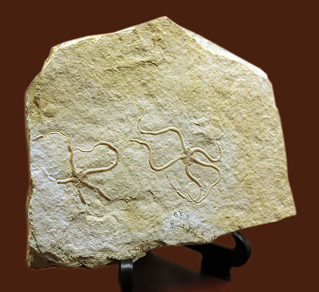 極めて保存状態良好！かの有名なドイツ・ゾルンフォーフェン産のクモヒトデ（Sinosura sp.）のマルチプレート化石（その12）
