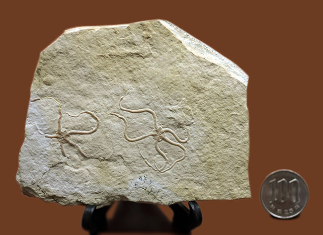 極めて保存状態良好！かの有名なドイツ・ゾルンフォーフェン産のクモヒトデ（Sinosura sp.）のマルチプレート化石（その13）