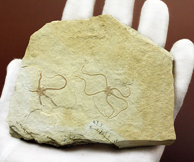 極めて保存状態良好！かの有名なドイツ・ゾルンフォーフェン産のクモヒトデ（Sinosura sp.）のマルチプレート化石（その6）