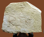 極めて保存状態良好！かの有名なドイツ・ゾルンフォーフェン産のクモヒトデ（Sinosura sp.）のマルチプレート化石