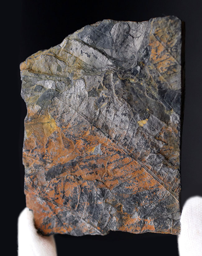 謎多き、三畳紀のシダ植物化石、クラドフレビス(Cladophlebis )。オールドコレクション、岡山県産(その1)