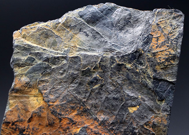 謎多き、三畳紀のシダ植物化石、クラドフレビス(Cladophlebis )。オールドコレクション、岡山県産(その2)