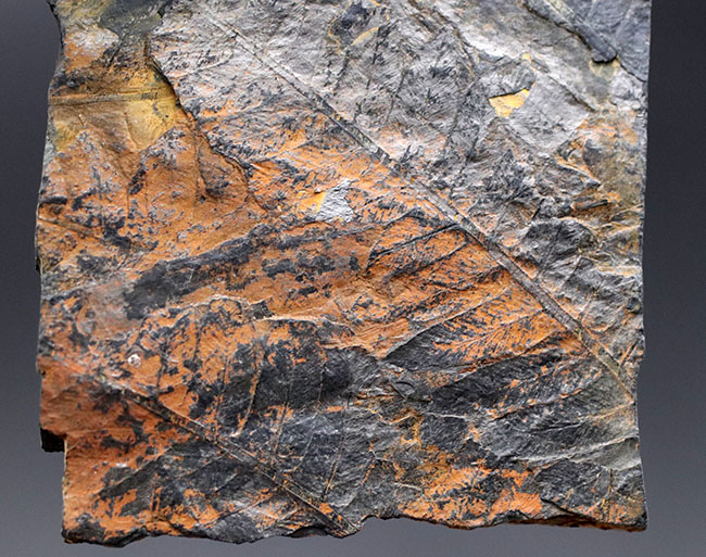 謎多き、三畳紀のシダ植物化石、クラドフレビス(Cladophlebis )。オールドコレクション、岡山県産(その3)