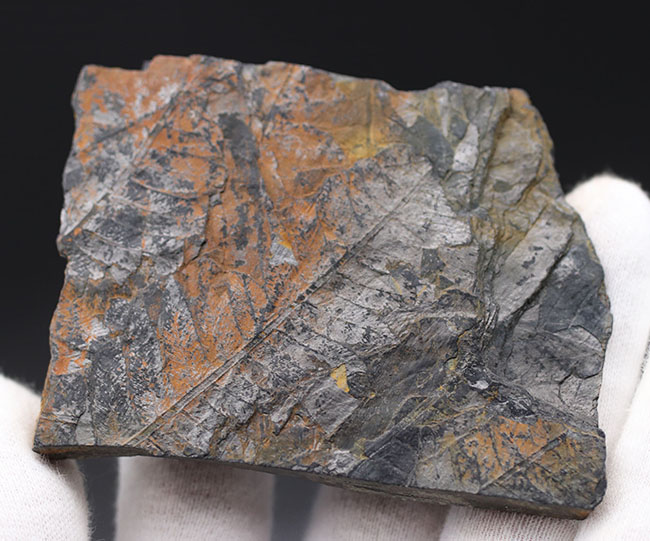 謎多き、三畳紀のシダ植物化石、クラドフレビス(Cladophlebis )。オールドコレクション、岡山県産(その4)