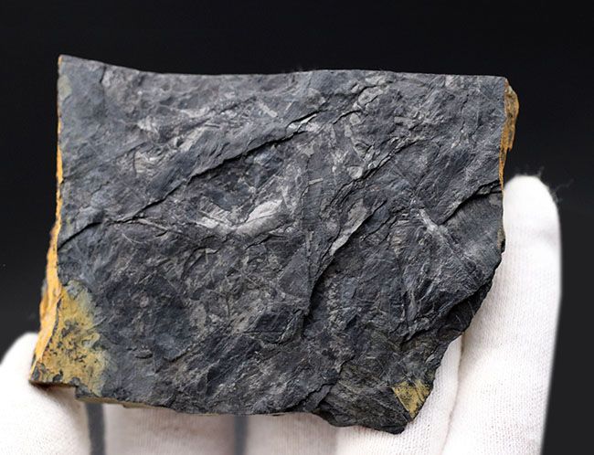 謎多き、三畳紀のシダ植物化石、クラドフレビス（Cladophlebis ）。オールドコレクション、岡山県産（その5）