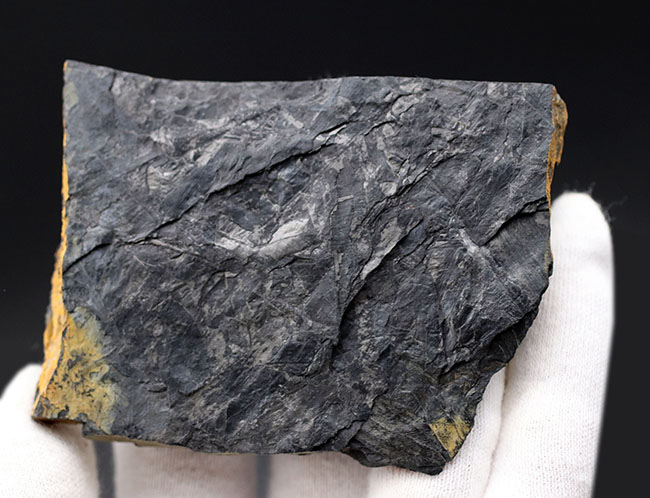 謎多き、三畳紀のシダ植物化石、クラドフレビス(Cladophlebis )。オールドコレクション、岡山県産(その5)