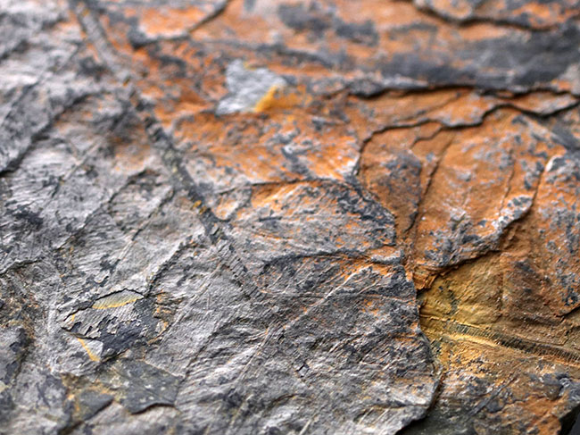 謎多き、三畳紀のシダ植物化石、クラドフレビス(Cladophlebis )。オールドコレクション、岡山県産(その6)