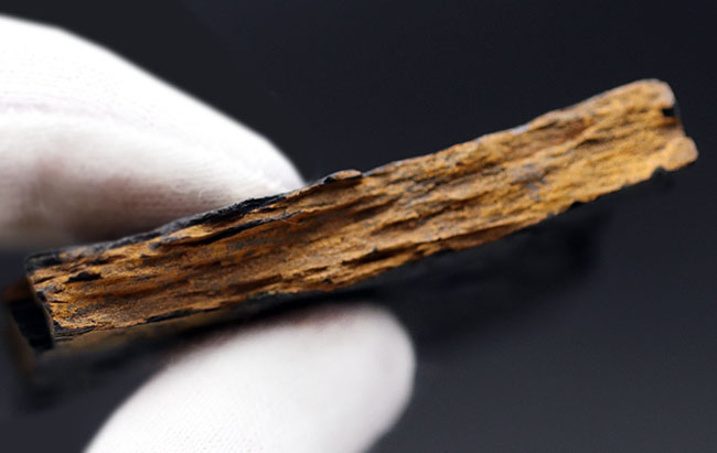 謎多き、三畳紀のシダ植物化石、クラドフレビス(Cladophlebis )。オールドコレクション、岡山県産(その7)