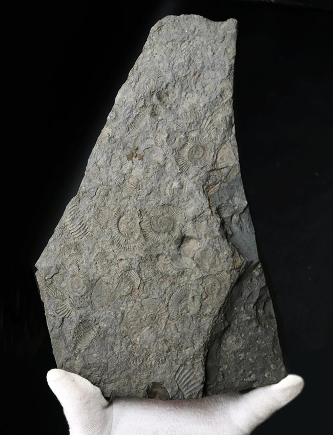 人気の黒ジュラ！上質の印象化石が多数集まった、ホルツマーデンのアンモナイト、ダクチリオセラス（Dactylioceras）の群集化石（その1）