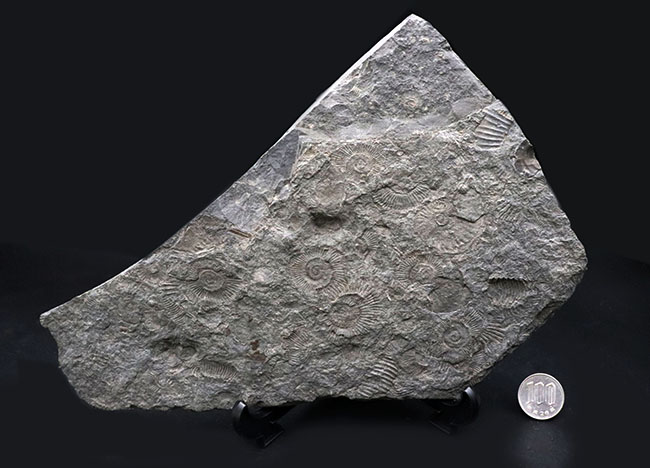 人気の黒ジュラ！上質の印象化石が多数集まった、ホルツマーデンのアンモナイト、ダクチリオセラス（Dactylioceras）の群集化石（その10）