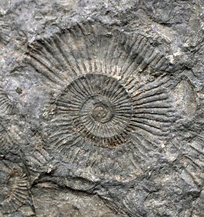 人気の黒ジュラ！上質の印象化石が多数集まった、ホルツマーデンのアンモナイト、ダクチリオセラス（Dactylioceras）の群集化石（その2）