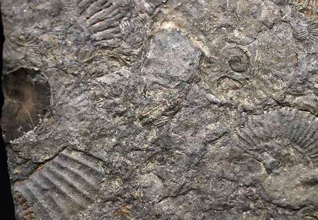 人気の黒ジュラ！上質の印象化石が多数集まった、ホルツマーデンのアンモナイト、ダクチリオセラス（Dactylioceras）の群集化石（その4）