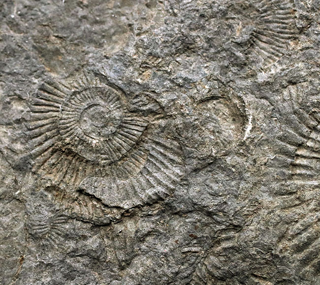 人気の黒ジュラ！上質の印象化石が多数集まった、ホルツマーデンのアンモナイト、ダクチリオセラス（Dactylioceras）の群集化石（その5）