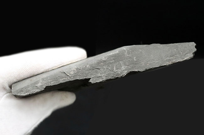人気の黒ジュラ!上質の印象化石が多数集まった、ホルツマーデンのアンモナイト、ダクチリオセラス(Dactylioceras)の群集化石(その6)