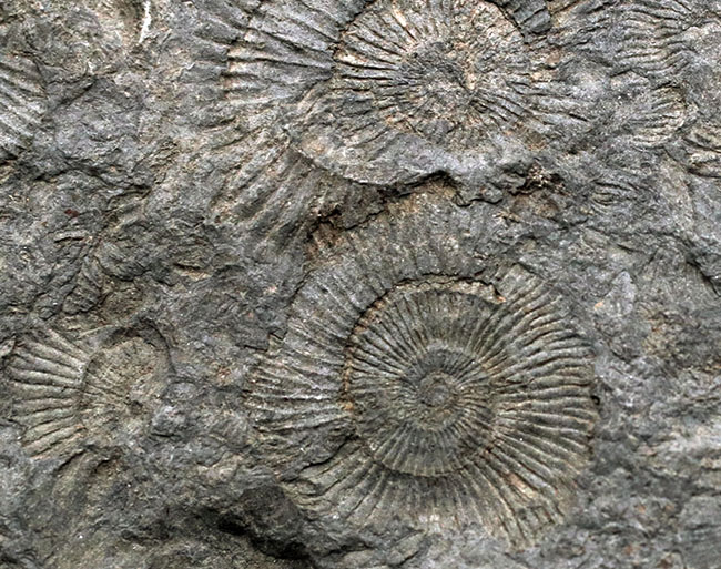 人気の黒ジュラ！上質の印象化石が多数集まった、ホルツマーデンのアンモナイト、ダクチリオセラス（Dactylioceras）の群集化石（その7）