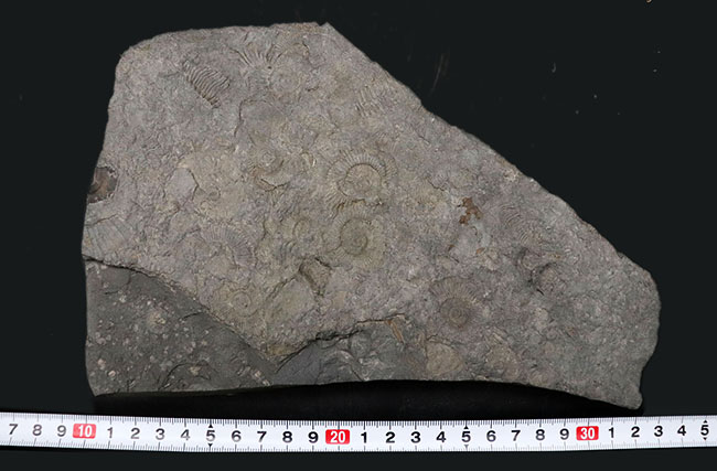 人気の黒ジュラ！上質の印象化石が多数集まった、ホルツマーデンのアンモナイト、ダクチリオセラス（Dactylioceras）の群集化石（その9）