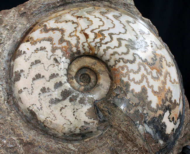 見栄えします！直径２０センチの迫力ある、ドイツ産ジュラ紀アンモナイト（Ammonite）の化石（その1）